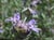 Salvia 