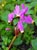 Dodecatheon hendersonii  - Shooting Star