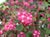 Ribes malvaceum 