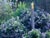 Ceanothus 