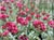 Eriogonum grande rubescens  - Rosy Buckwheat