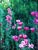 Clarkia amoena  - Farewell-to-Spring