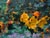 Fremontodendron californicum  - Flannelbush