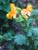 Mimulus guttatus  - Seep Monkeyflower
