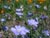 Linum lewisii  - Western Blue Flax