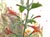Satureja mimuloides - Red-Flowered Wild Savory