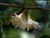 Styrax officinalis - Snowdrop Bush