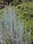 Artemisia tridentata  - Big Sagebrush