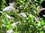 Ceanothus 