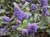 Ceanothus griseus 