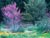 Cercis occidentalis  - Western Redbud