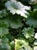 Darmera peltata  - Umbrella Plant
