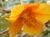 Fremontodendron 