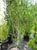 Myrica californica 