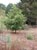 Prunus ilicifolia lyonii  - Catalina Cherry
