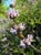 Salvia mellifera x leucophylla  - Hybrid Sage