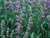 Salvia 