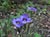 Sisyrinchium bellum 