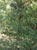 Torreya californica  - California Nutmeg