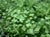 Adiantum capillus-veneris  - Venus-Hair Fern