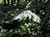 Cyrtomium falcatum  - Holly Fern