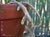 Davallia trichomanoides  - Squirrel