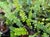 Pellaea falcata  - Sickle Fern