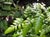Rumohra adiantiformis  - Leatherleaf Fern