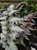 Athyrium niponicum pictum  - Japanese Painted Fern