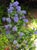 Ceanothus 