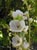 Malacothamnus niveus  - San Luis Obispo Bush Mallow