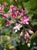 Ribes malvaceum 