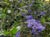 Ceanothus 