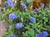 Ceanothus 