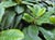Rhamnus californica 