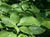Cornus sessilis  - Black-Fruit Dogwood