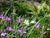 Iris Pacific Coast Hybrids  - Iris