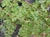 Pellaea andromedifolia  - Coffee Fern