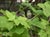Physocarpus capitatus - Pacific Ninebark