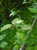 Populus fremontii  - Fremont Cottonwood