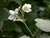 Rubus parviflorus - Thimble Berry