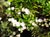 Sidalcea hickmanii anomala  - Hickman