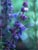 Trichostema lanatum  - Woolly Blue Curls