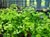 Adiantum  - Maidenhair