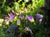 Dodecatheon clevelandii  - Shooting Star