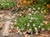 Erigeron glaucus 