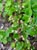 Heuchera rubescens  - Alum Root