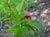 Rubus spectabilis  - Salmon Berry