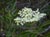 Sambucus mexicana  - Blue Elderberry