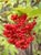 Sambucus racemosa racemosa  - Red Elderberry
